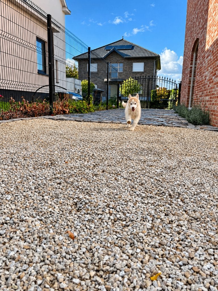 Siberische Husky (reutje) met FCI-stamboom, Dieren en Toebehoren, België, Reu, 8 tot 15 weken, Eén hond