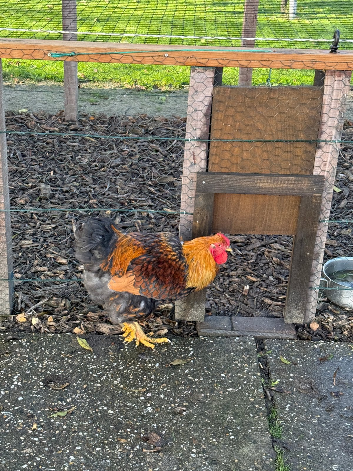 Wyandotte haan met 2 hennen te koop, Dieren en Toebehoren
