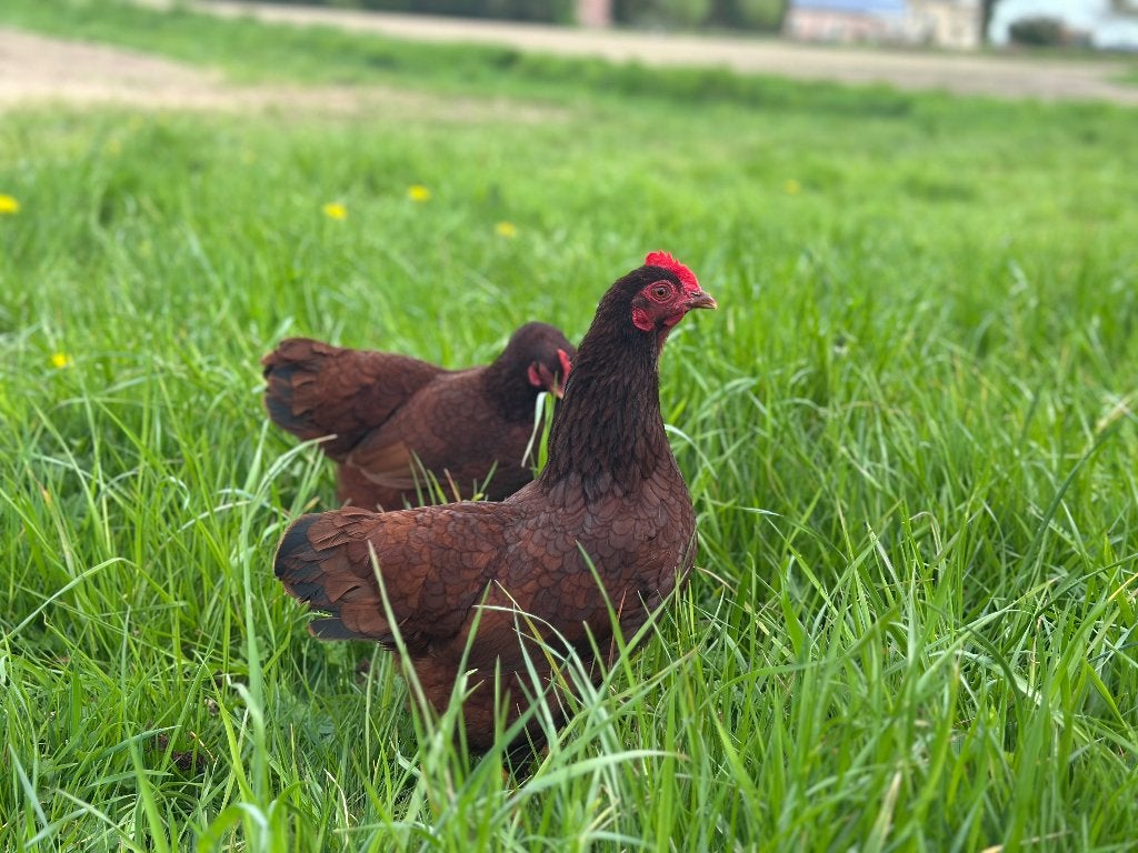 Jonge tamme Rhode Island Red kriel kippen gesekst & ingeënt, Dieren en Toebehoren, Pluimvee, Vrouwelijk, Kip