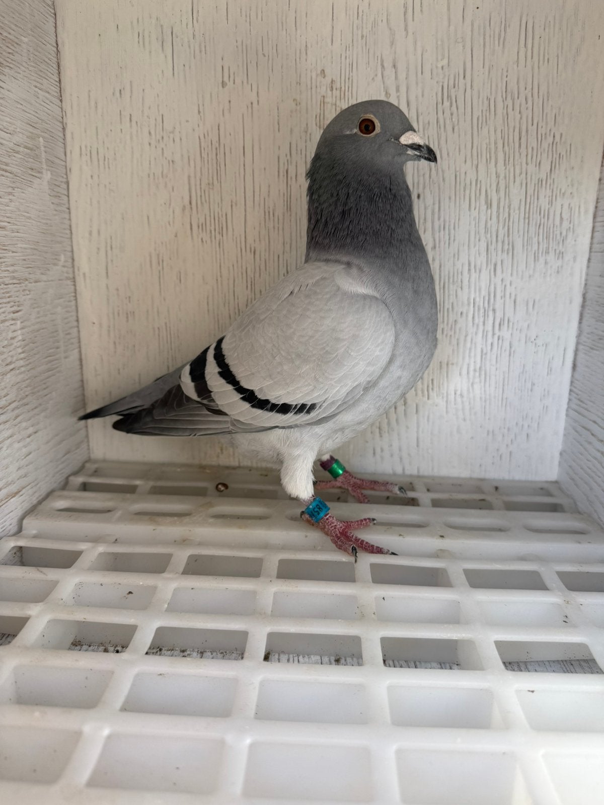 Postduiven, Dieren en Toebehoren, Vrouwelijk, Kropper