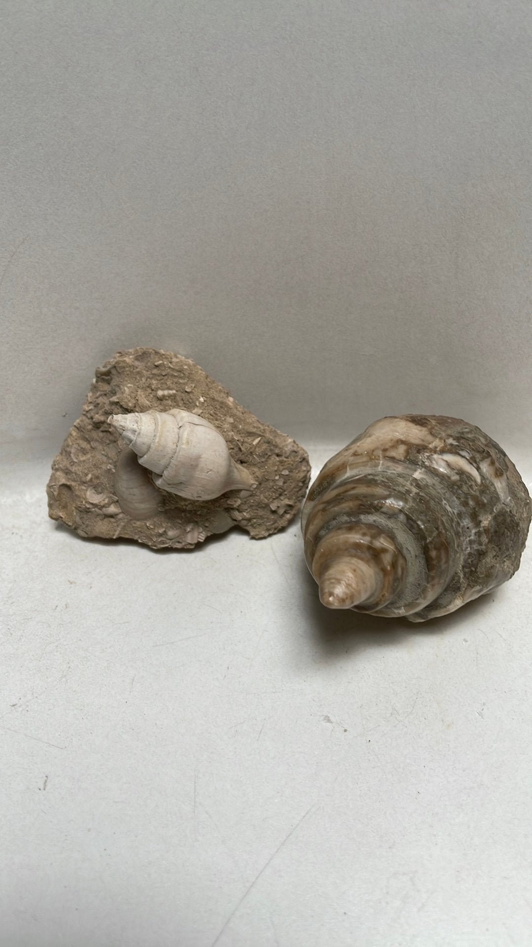 Fossiele en gemineraliseerde slakken, Verzamelen, Ophalen of Verzenden, Fossiel