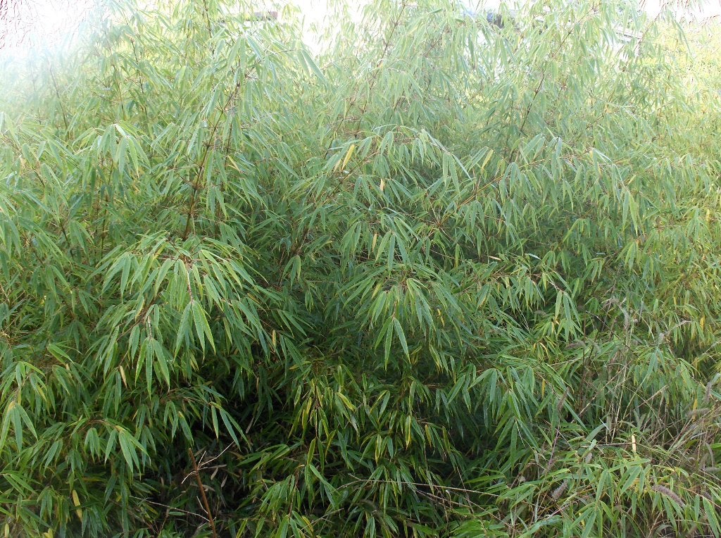 Bamboe Fargesia niet-woekerend., Tuin en Terras, Ophalen, Bamboe