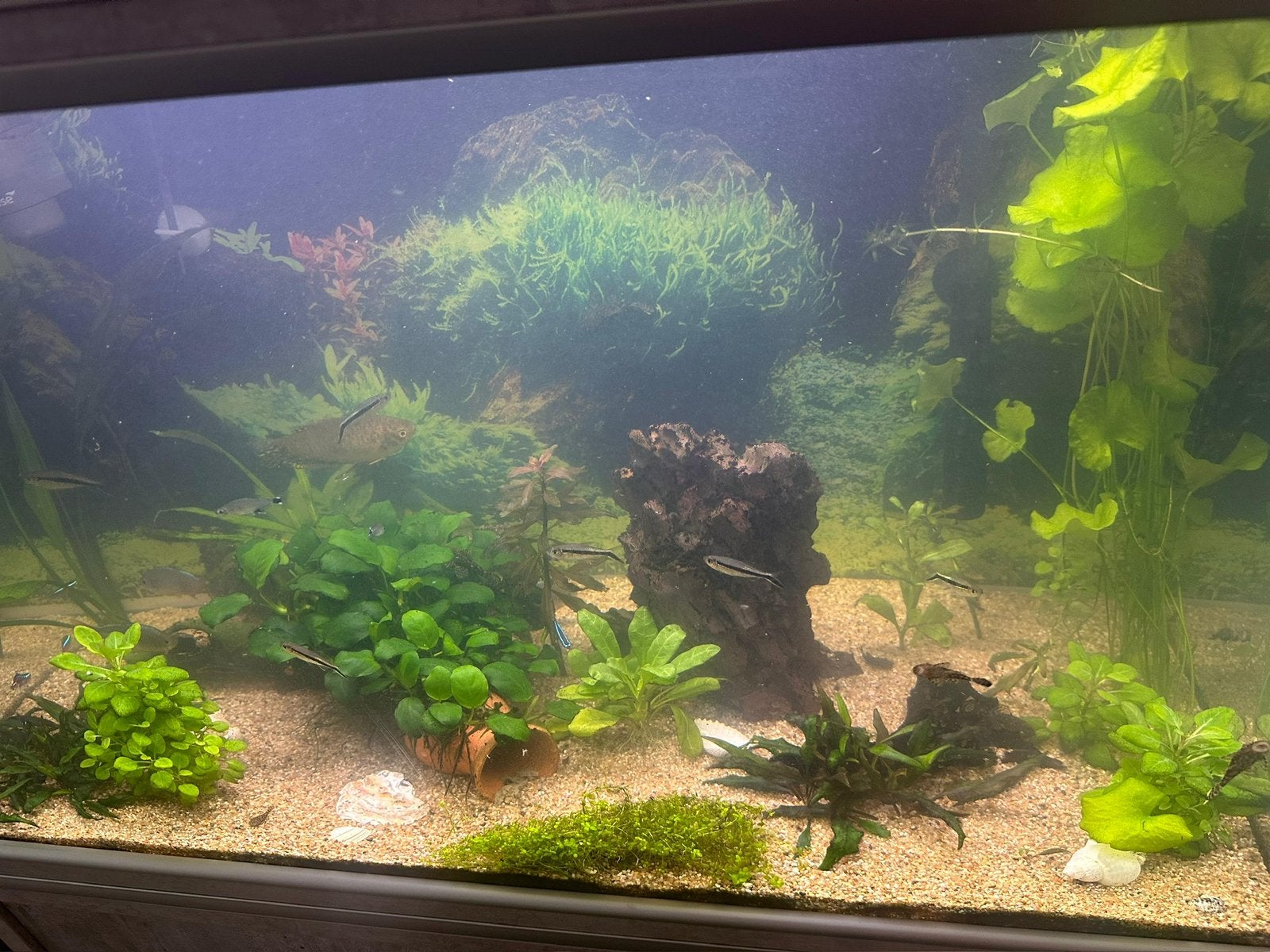 Te koop: Aquatlantis aquarium 140 liter, Dieren en Toebehoren, Vissen | Aquaria en Toebehoren, Ophalen, Aquatlantis, Inclusief vissen