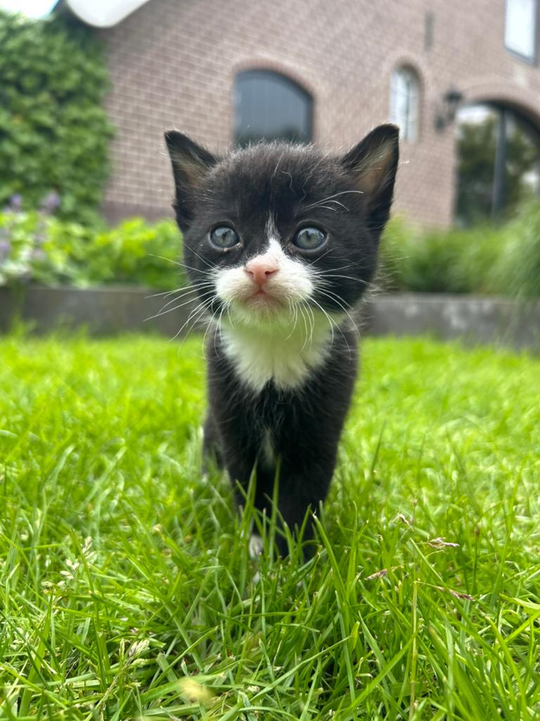 Superlief nestje van 7 prachtige kittens, nog 1 beschikbaar, Dieren en Toebehoren, Katten en Kittens | Overige Katten, Kater, Kortharig