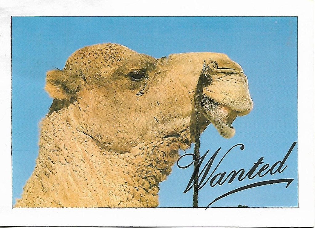 Dieren- -Dromedaris., Verzamelen, Ophalen of Verzenden, 1980 tot heden, Gelopen, Overige soorten