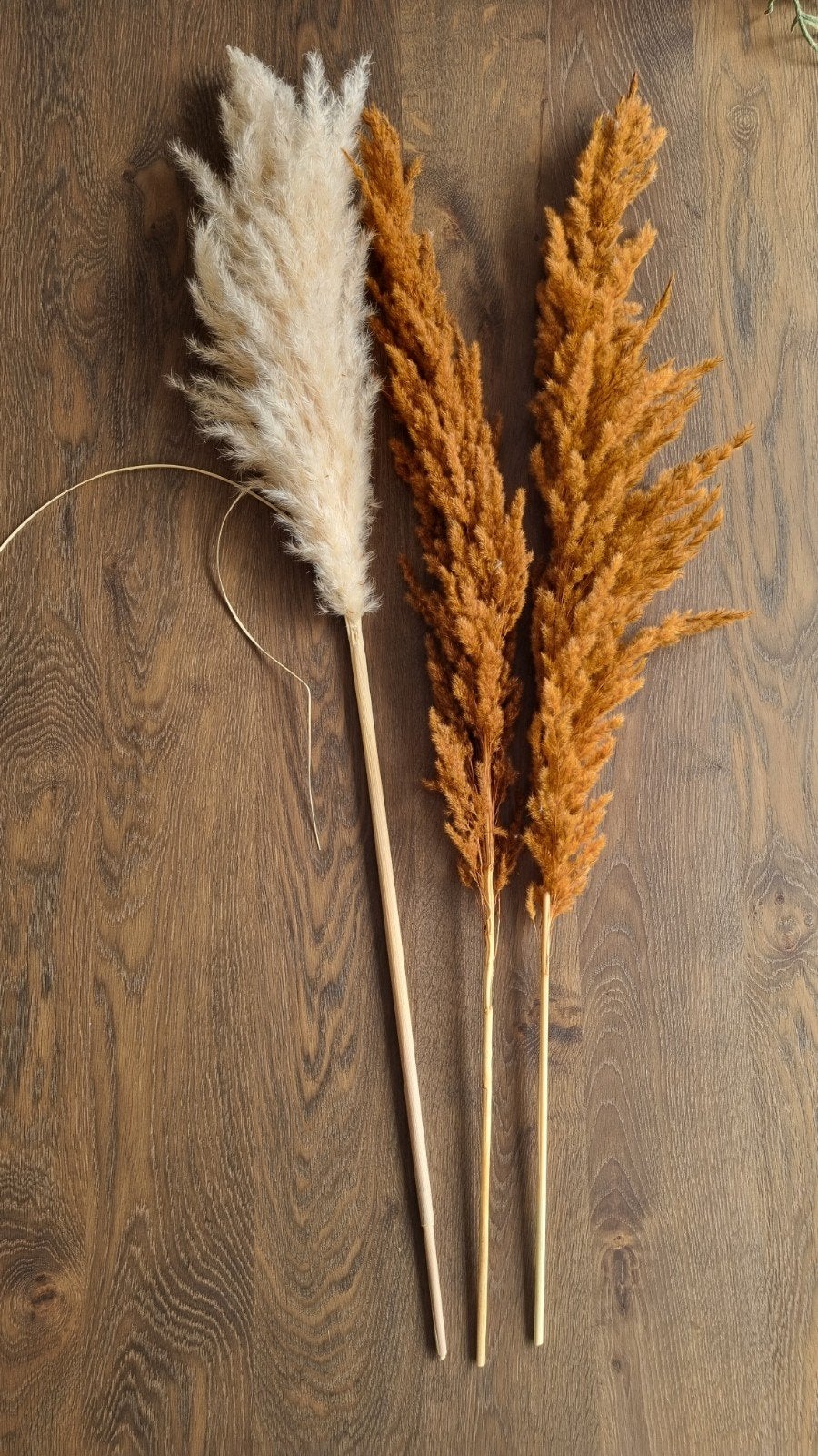 Pampas pluimen - 3 stuks (wit en oranje), Ophalen, Zo goed als nieuw