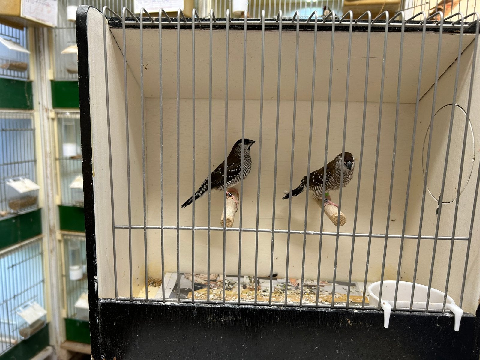 Ceresamandines, Dieren en Toebehoren, Meerdere dieren, Geringd