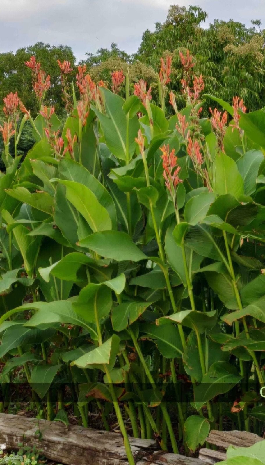 Canna altensteinii, 3 planten per pot, wordt 2,5-3 mtr hoog, Tuin en Terras, Planten | Tuinplanten, Ophalen, Overige soorten, Volle zon