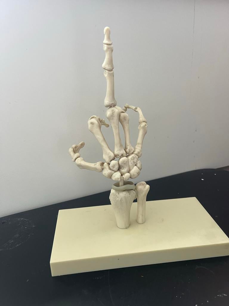 Hand anatomisch model, Gebruikt, Hand, Hand, Ophalen of Verzenden