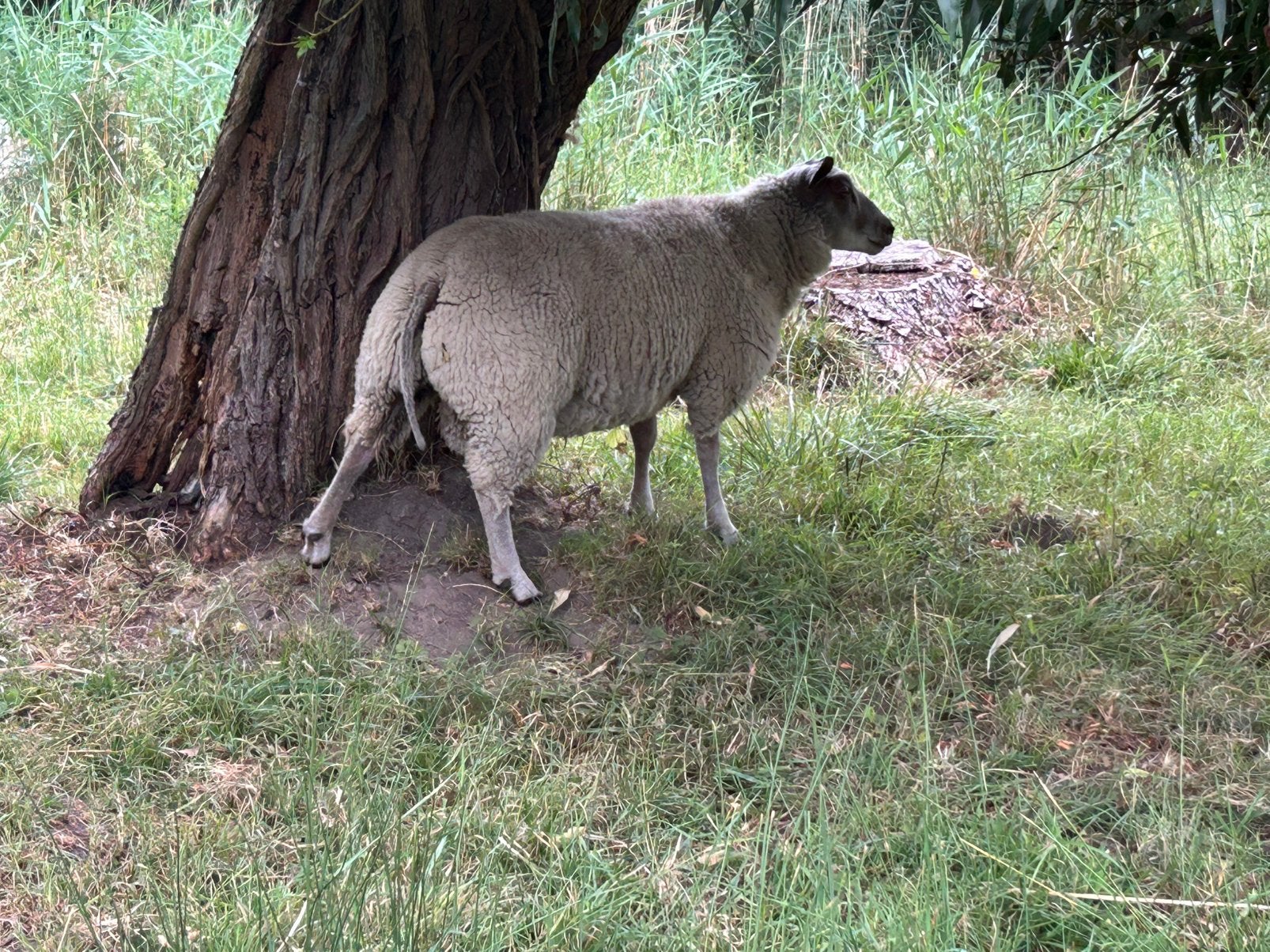 dekram  2026 rouge de l’ouest, Dieren en Toebehoren, Vrouwelijk, Schaap