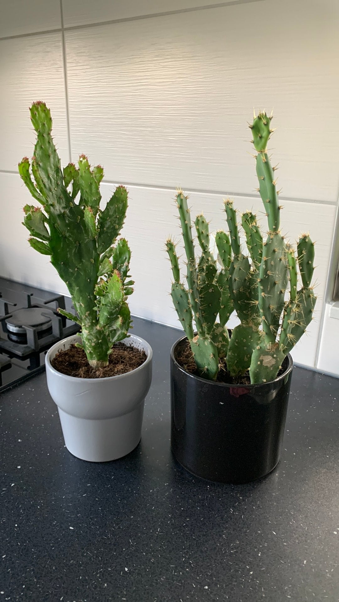 Cactus planten per pot €7, Huis en Inrichting, Ophalen, Cactus, Volle zon, Minder dan 100 cm