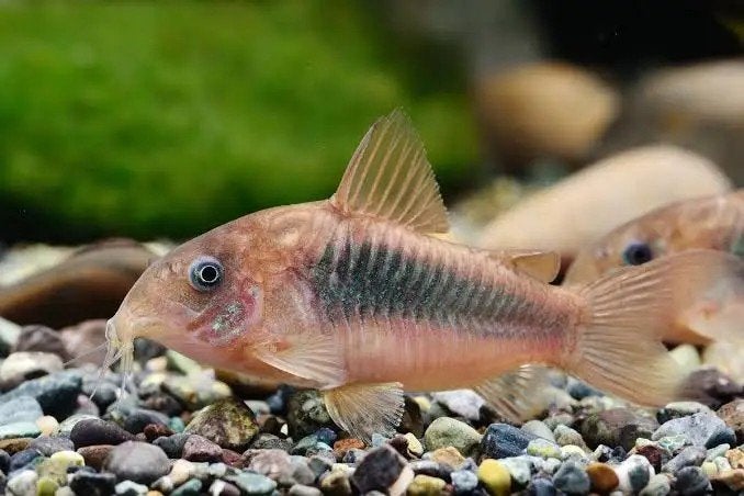 5 voor €10,- Corydoras aeneus +/- 30 stuks beschikbaar!, Vis