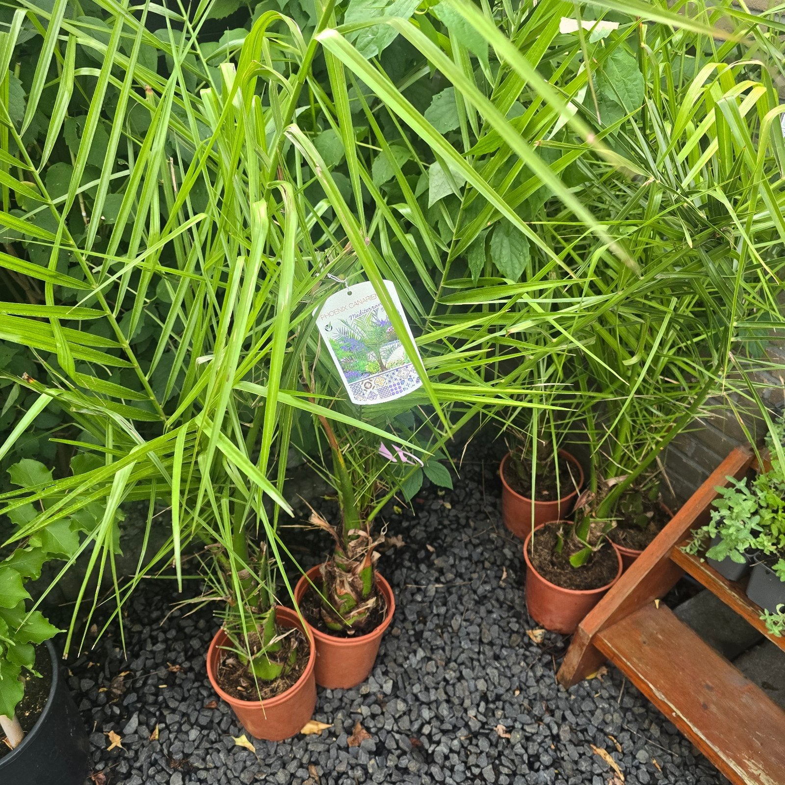 Palmbomen-palms Phoenix canariensis - Canarische dadelpalm, Ophalen, Overige soorten, Halfschaduw