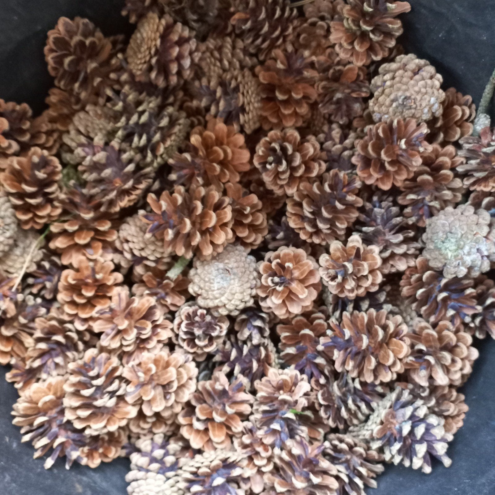 Dennenappels voor decoratie of ambachten, Tuin en Terras, Bloembollen en Zaden, Ophalen of Verzenden