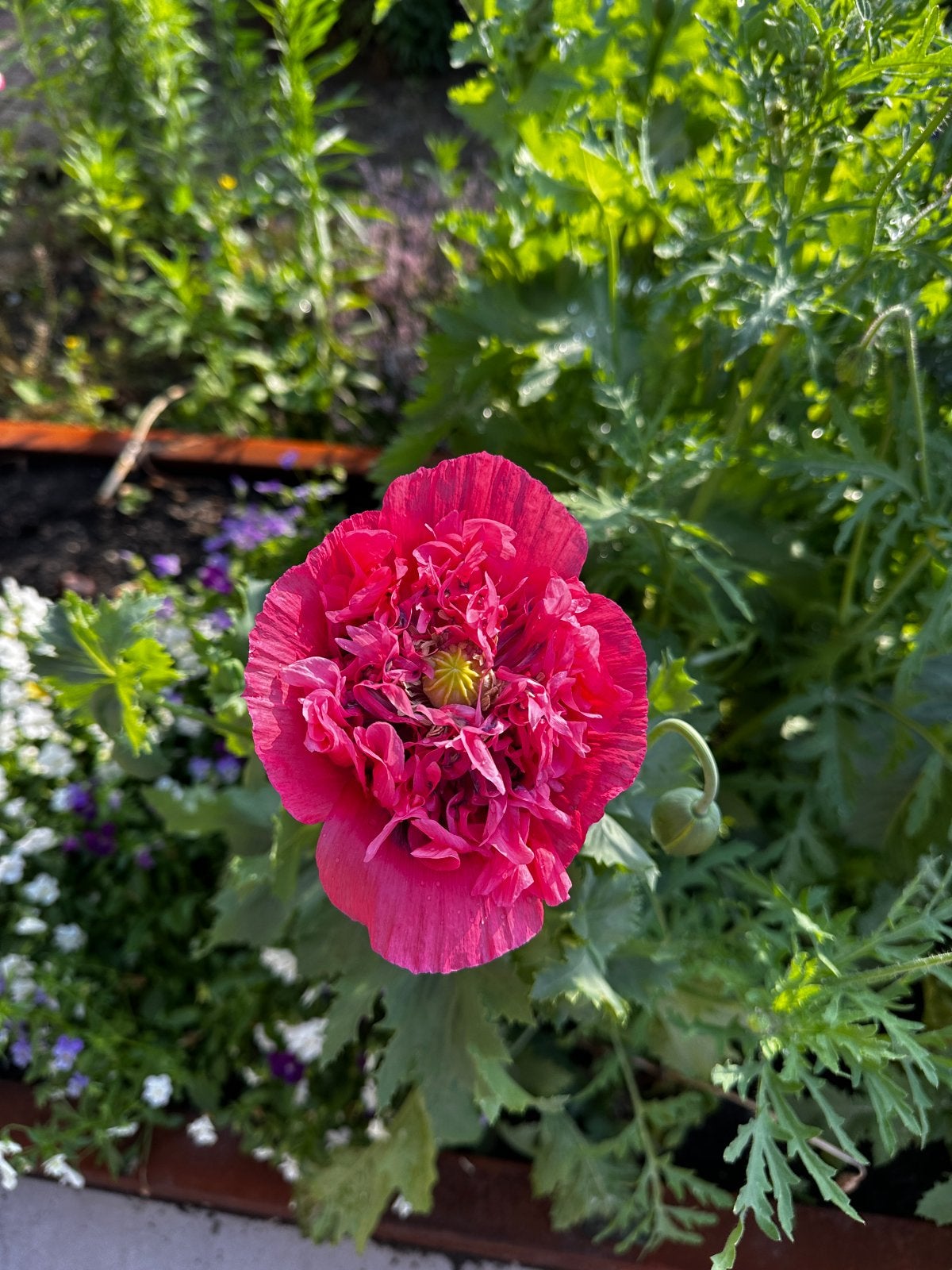 Biologische bloemzaadjes papaver somniferum pink peony, Tuin en Terras, Planten | Tuinplanten, Overige soorten, Volle zon, Eenjarig