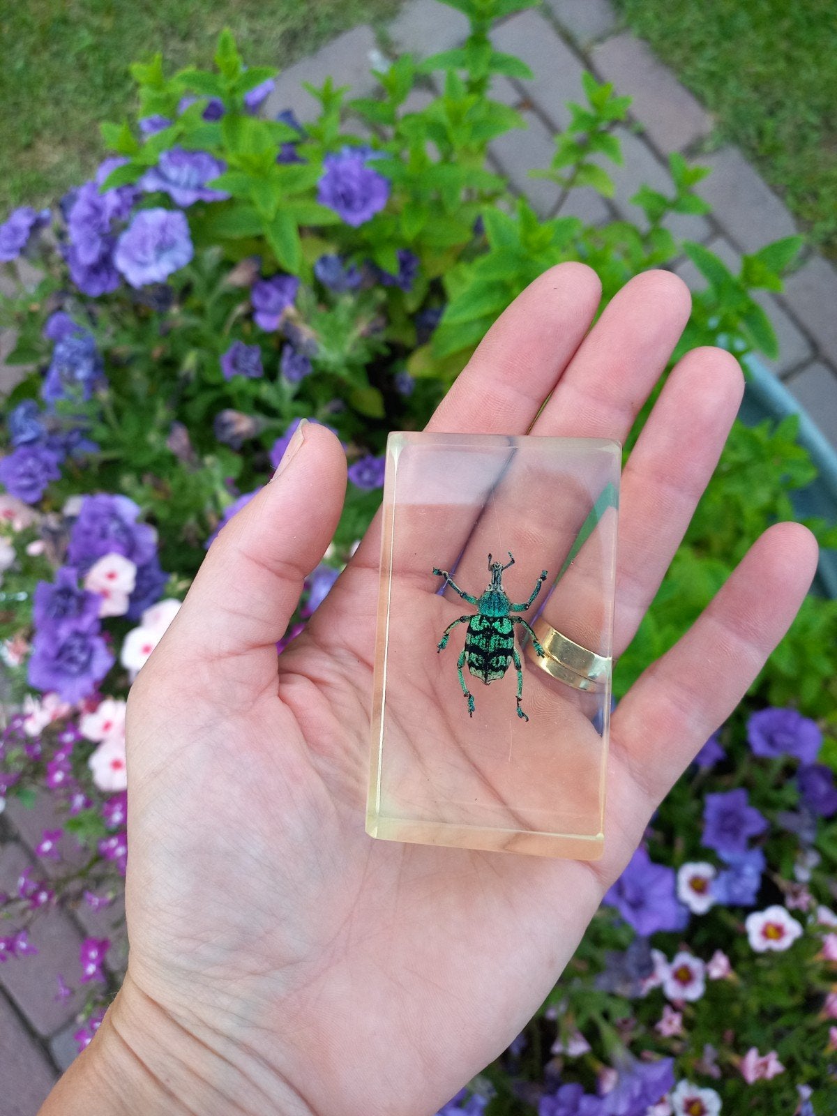 Insect in hars - Groene snuitkever, Verzamelen, Dierenverzamelingen, Ophalen of Verzenden, Nieuw, Insect, Overige typen