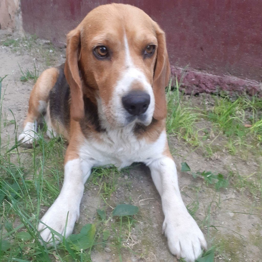 DENNIE, SCHAT VAN EEN BEAGLE, REUTJE ZOEKT THUIS, Particulier, Reu, Buitenland, Eén hond