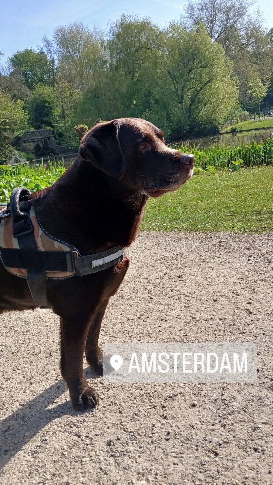 Labrador, Dieren en Toebehoren, 6 jaar of ouder, Reu, Eén hond, Nederland