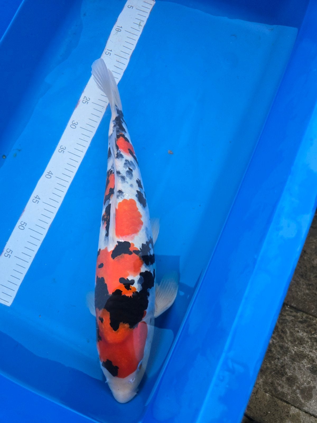 Sanke 51 cm matsue, Dieren en Toebehoren, Vissen | Vijvervissen, Karper of Koi