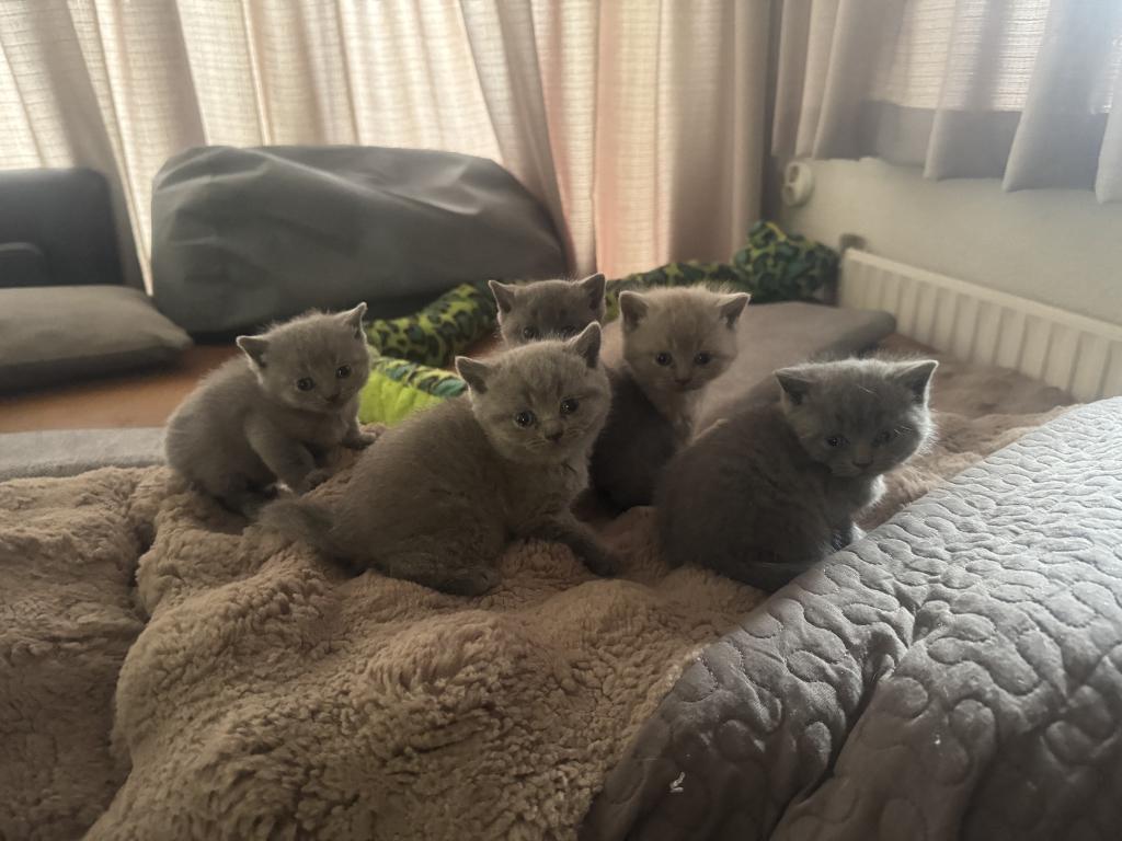 Britse korthaar 2 kitten voor €1000, Meerdere dieren, Ontwormd, 0 tot 2 jaar