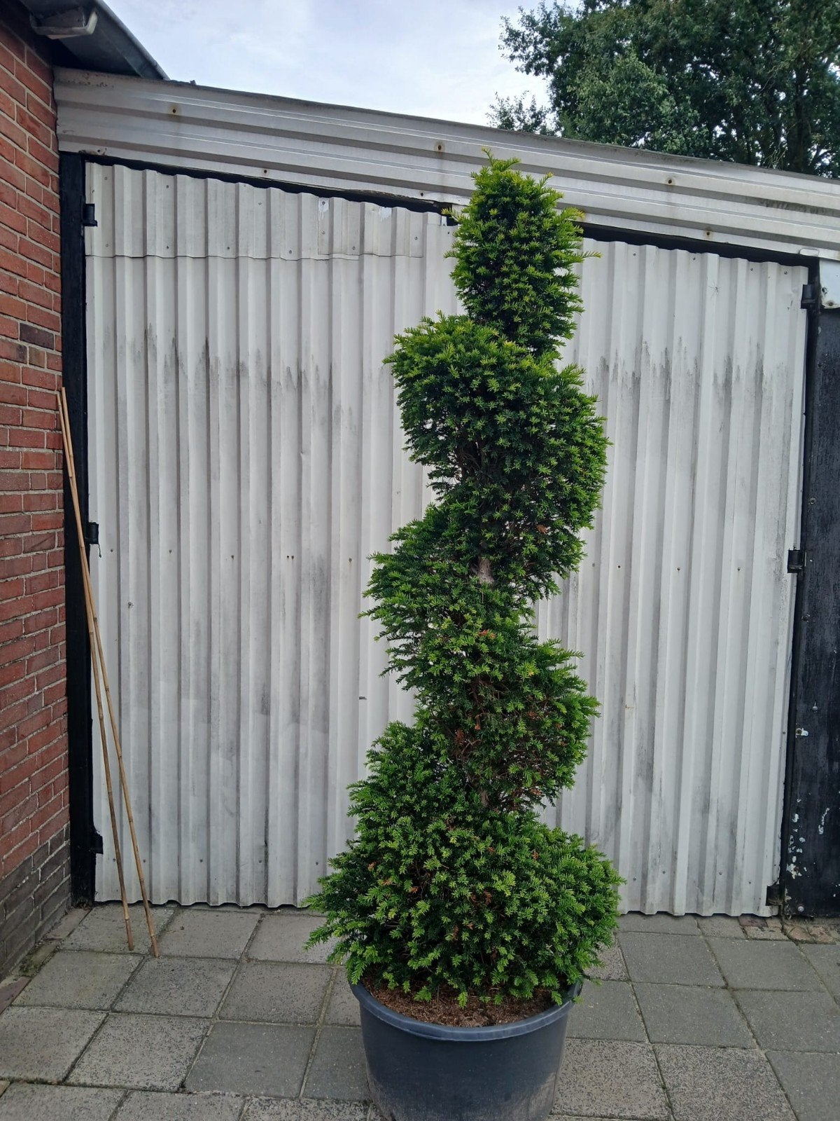 Taxus spiraal 180cm - Prachtige vormboom, Volle zon, Vaste plant, Bloeit niet, Ophalen