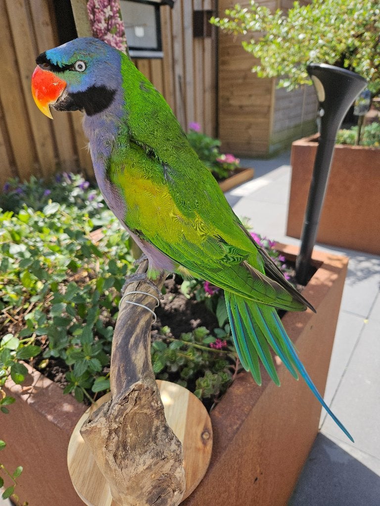 Prachtige nieuw opgezette Lord Derby's Parkiet, Ophalen of Verzenden, Nieuw, Vogel, Opgezet dier