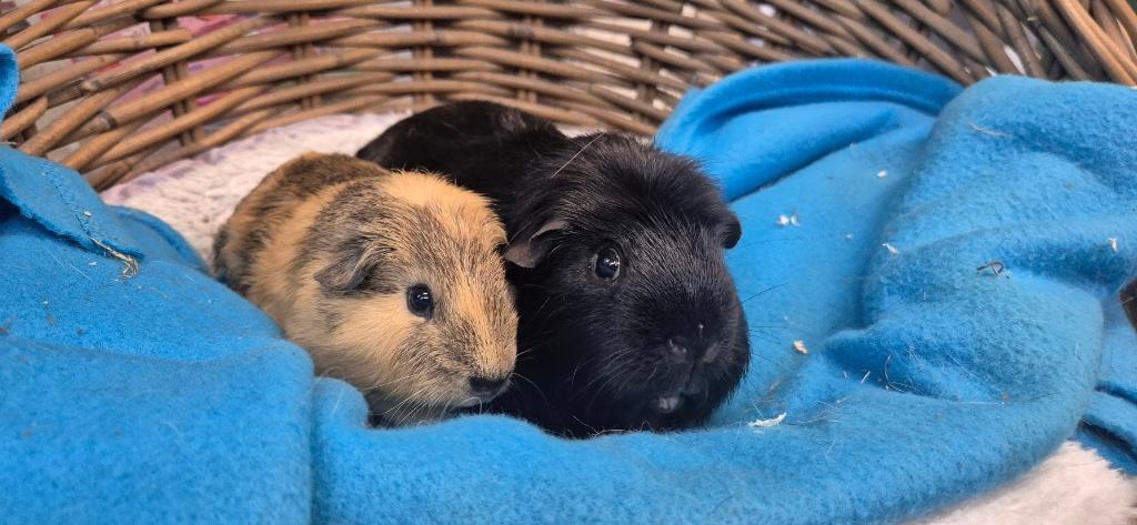 Caviakoppel LUC EN MAX uit de opvang zoeken een tehuis, Dieren en Toebehoren, Knaagdieren, Januari, Meerdere dieren, Cavia