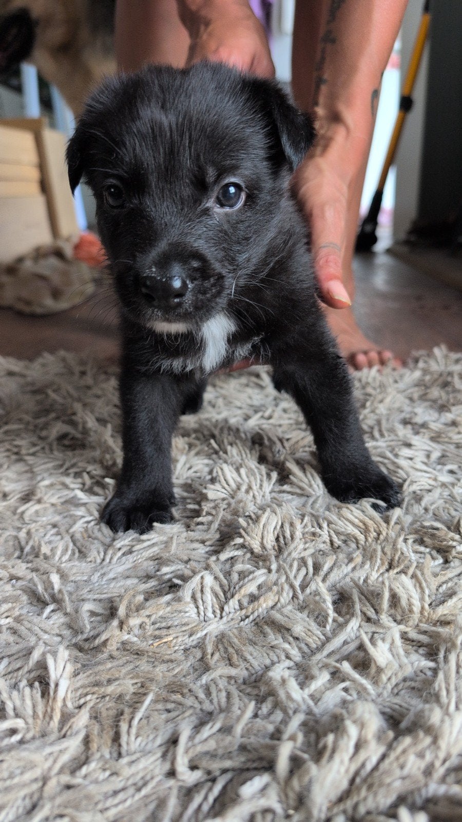 Shollie pups te koop, Dieren en Toebehoren, Honden | Herdershonden en Veedrijvers, Parvo, 8 tot 15 weken, Collie, Meerdere