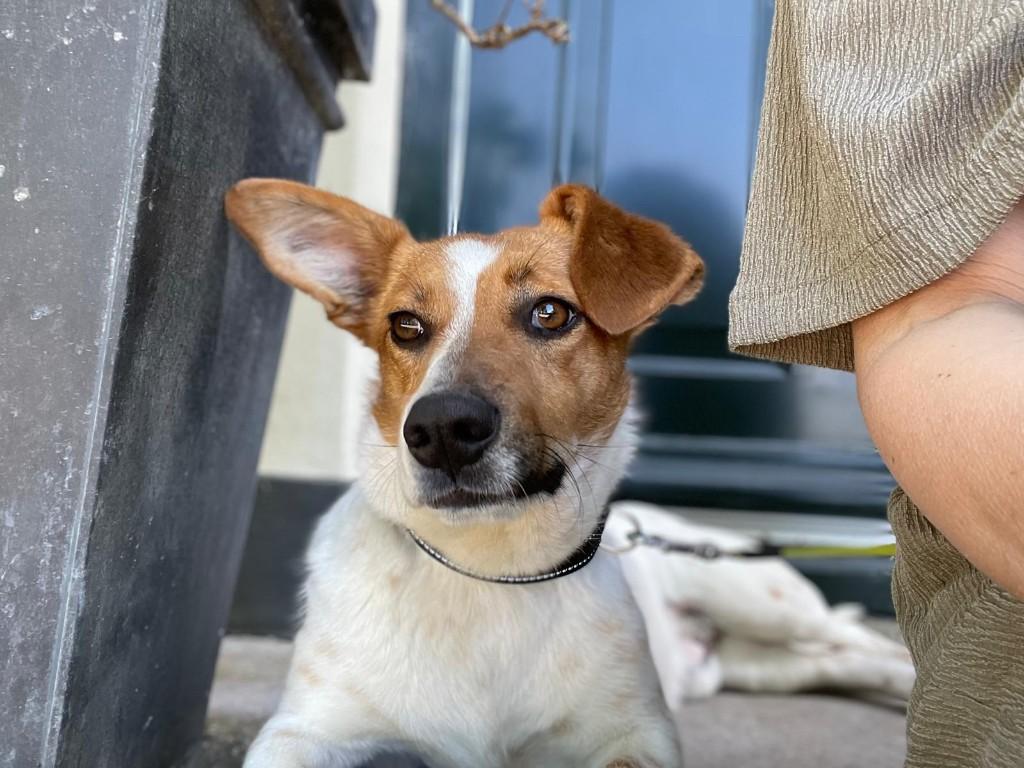 Jacky zoekt baasje, Dieren en Toebehoren, Particulier, Reu, Buitenland, Parvo