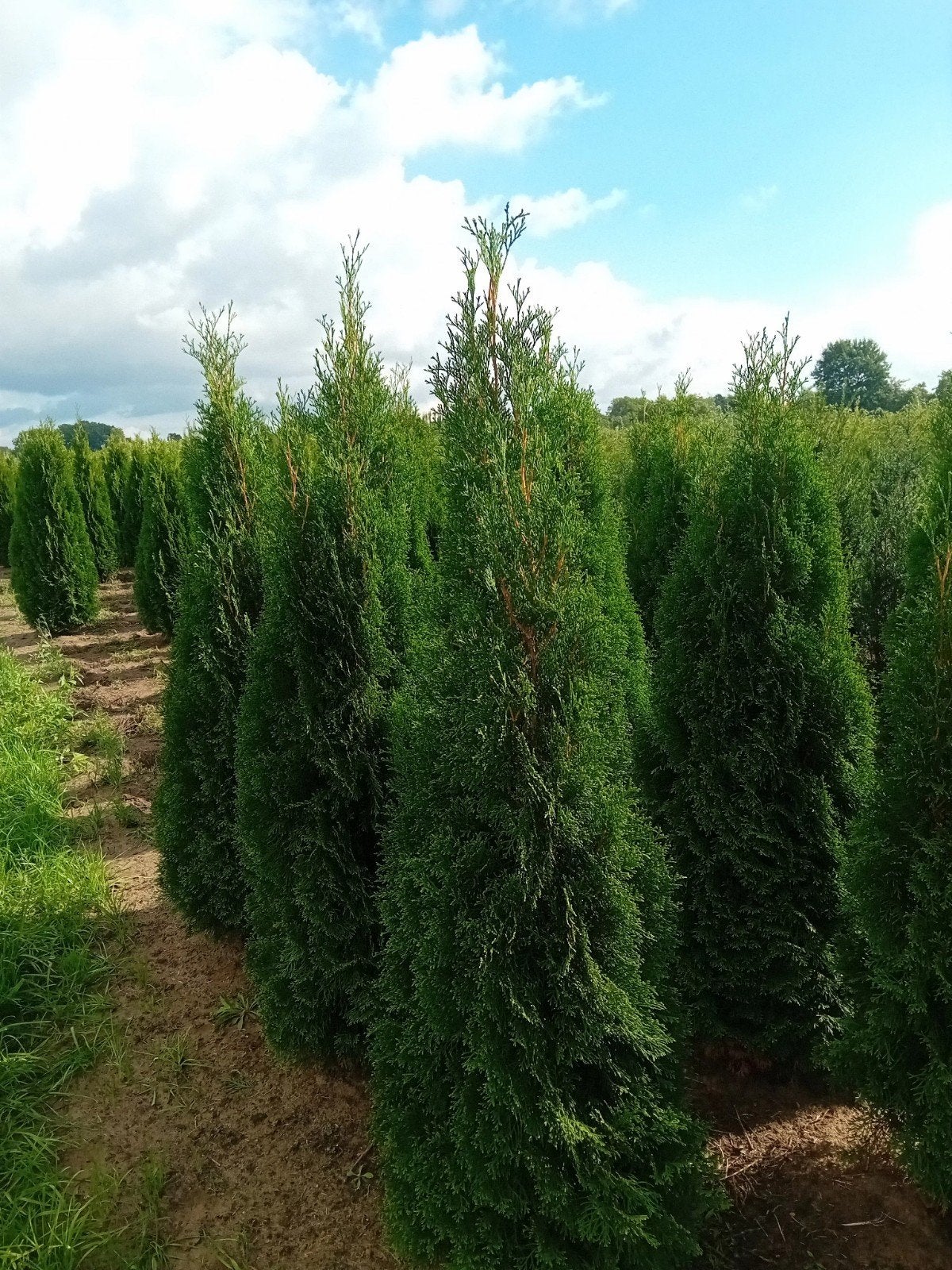 Thuja. occ. Smaragd coniferen 100-300 cm, Ophalen, Conifeer, 100 tot 250 cm
