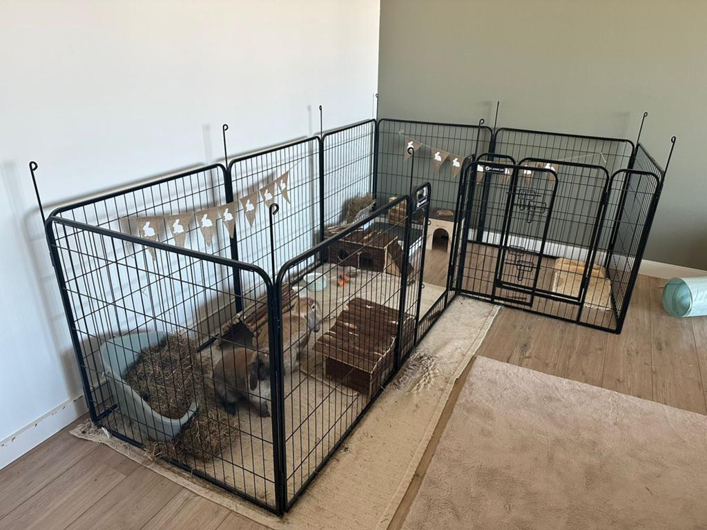 Twee mini lop konijnen inclusief toebehoren, Dieren en Toebehoren, Konijnen, Dwerg, Meerdere dieren, 0 tot 2 jaar, Hangoor
