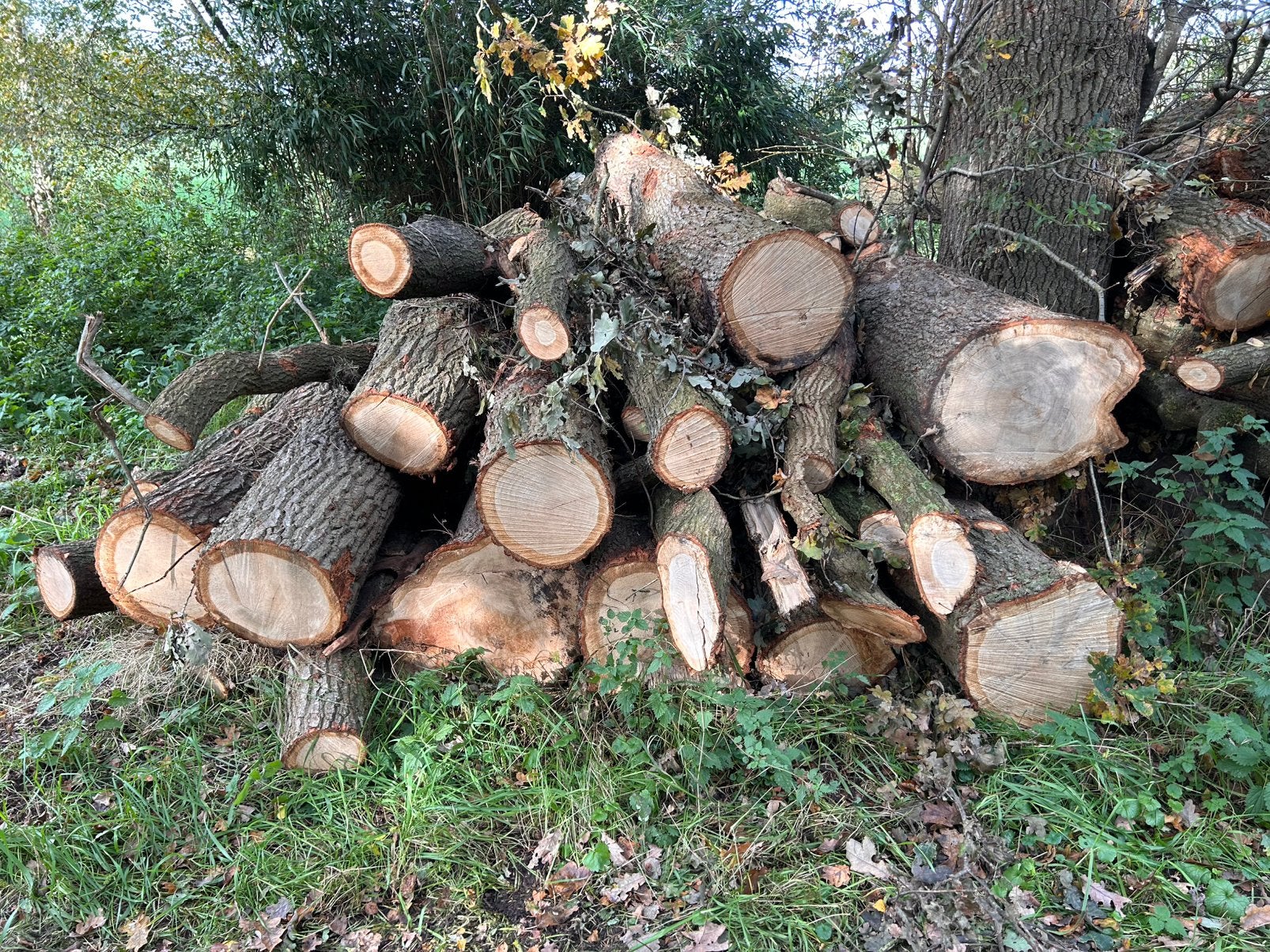 Eik stammen haardhout, Ophalen, Stammen