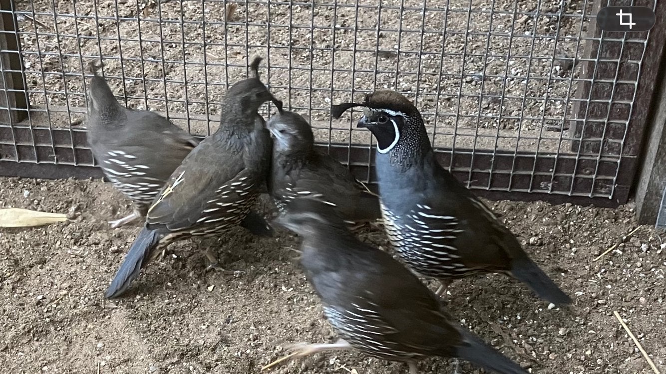 Californische kuifkwartel, Meerdere dieren