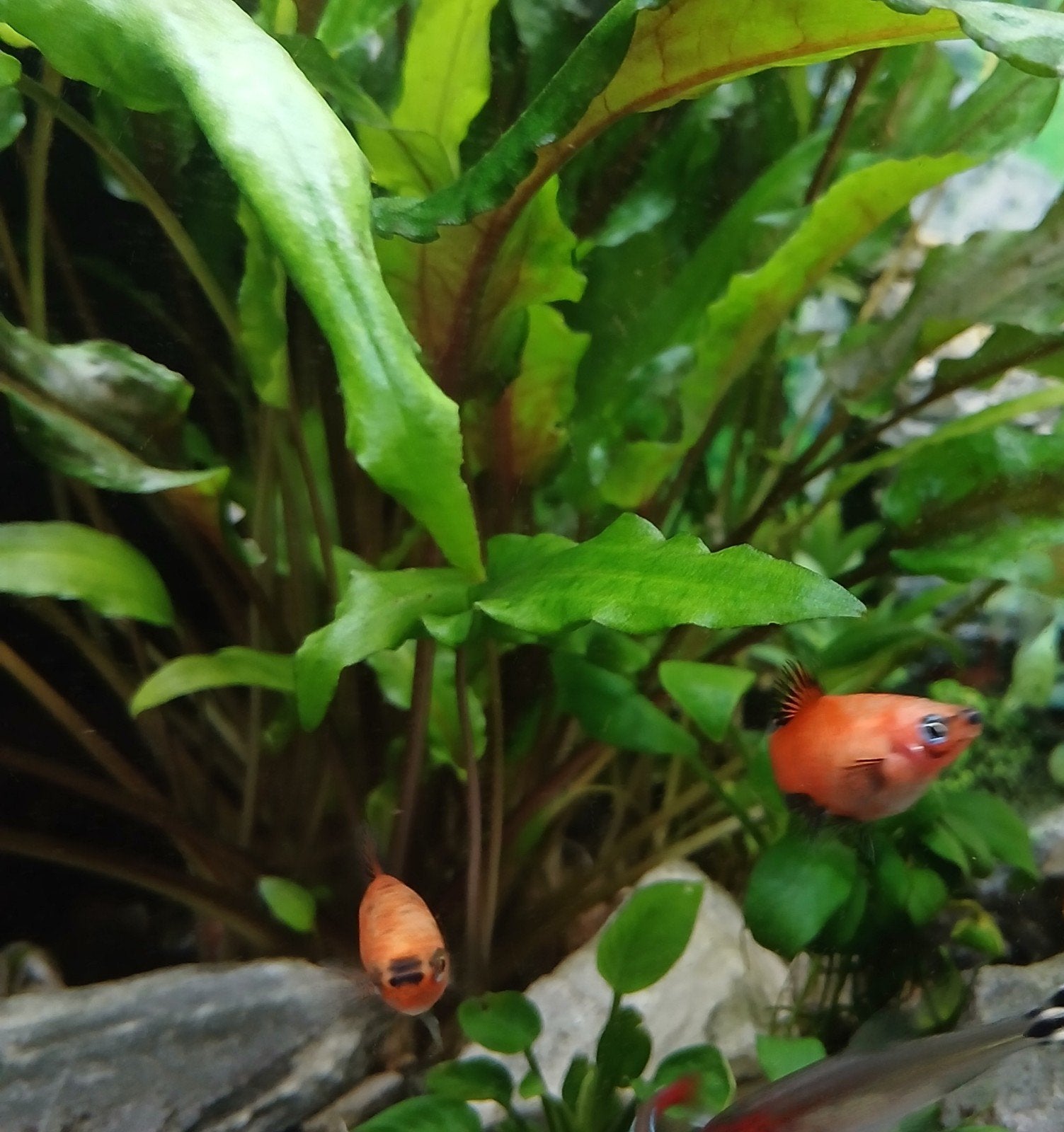 Te koop rode platy's, Dieren en Toebehoren, Vissen | Aquariumvissen, Vis, Zoetwatervis, Schoolvis