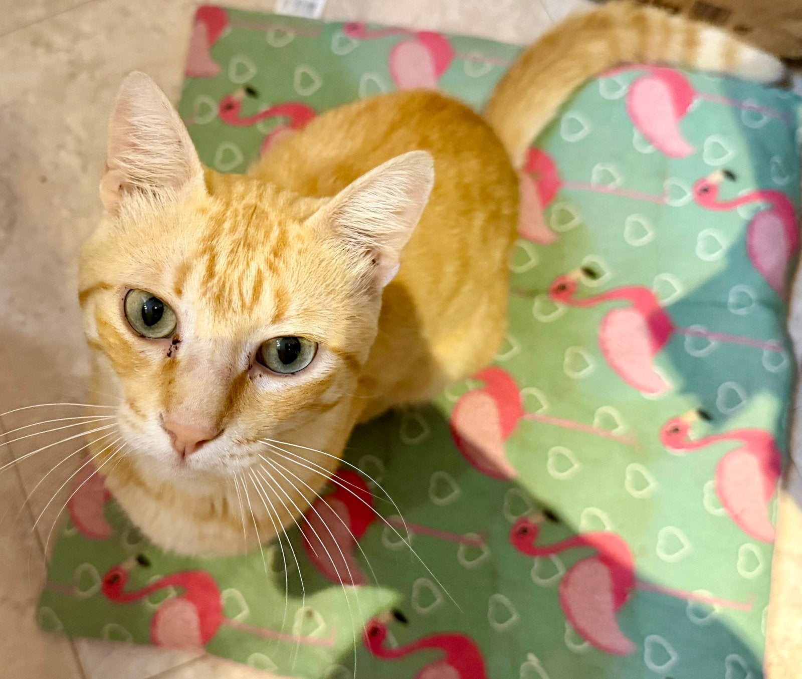 Lieve jonge kater, Dieren en Toebehoren, Katten en Kittens | Overige Katten, Kater