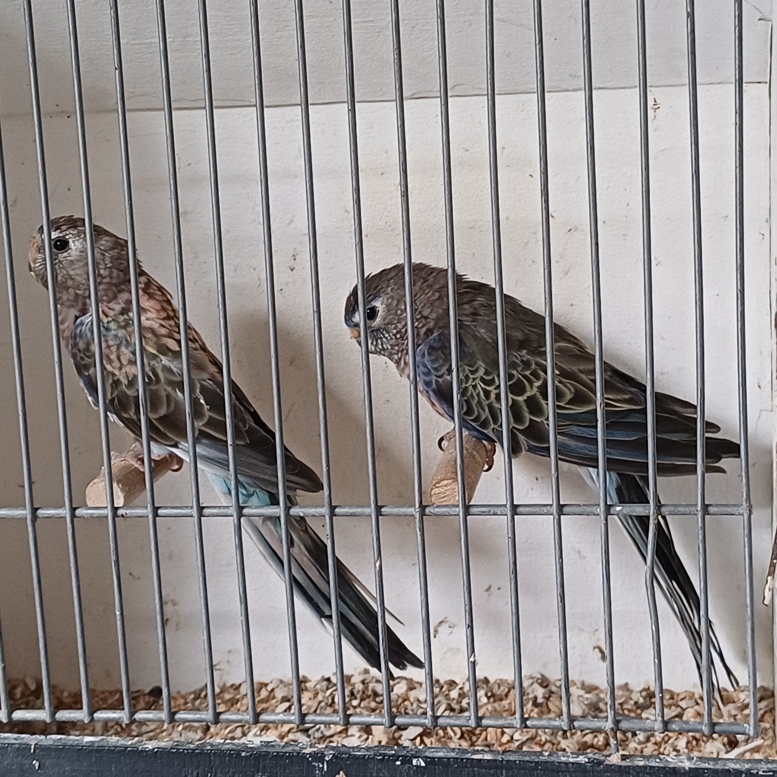 mooi koppel Bourke met blauwfactor, Meerdere dieren, Parkiet, Geringd