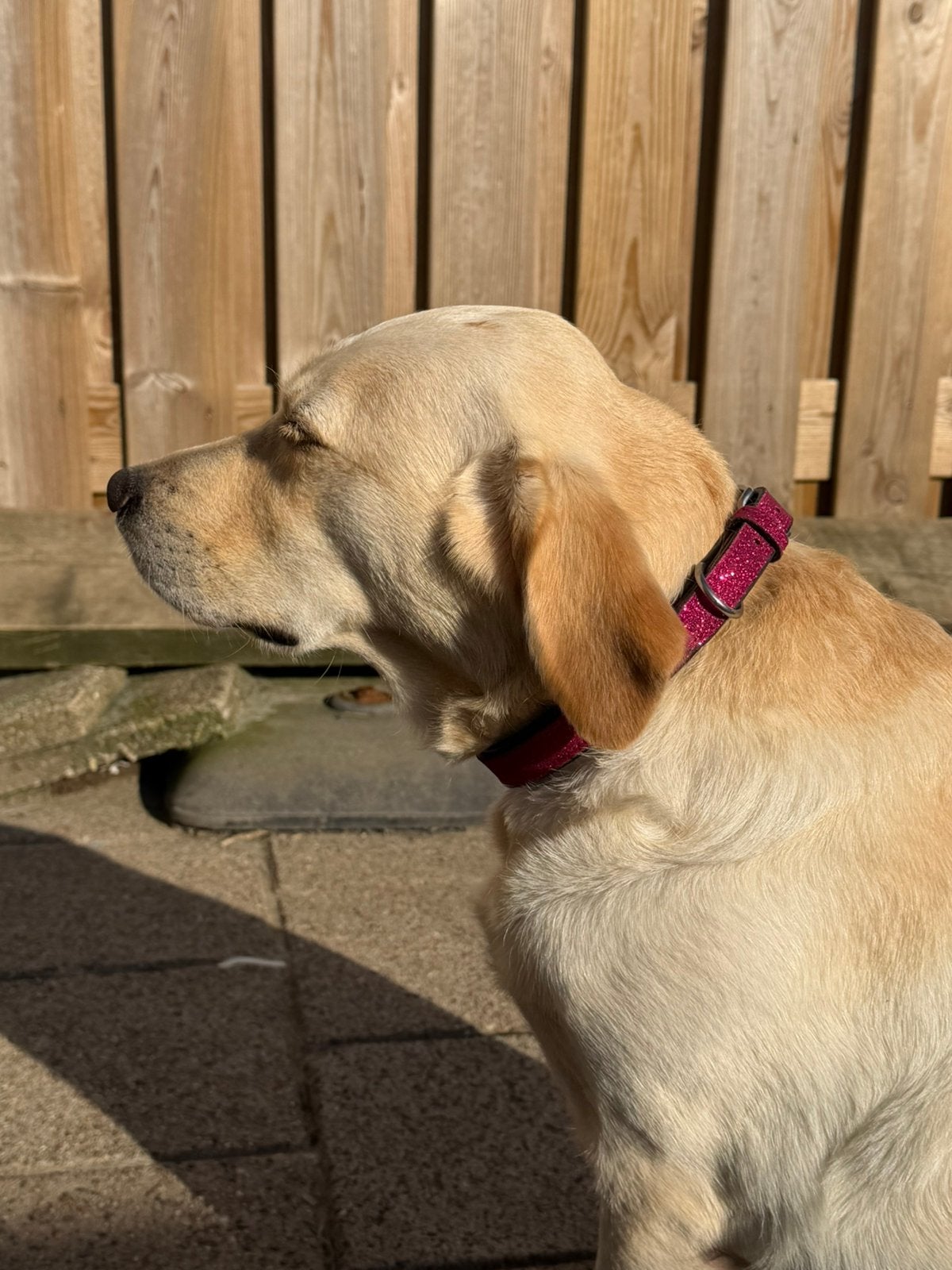 Nieuw! Leren glitter halsband div maten en kleuren, Ophalen of Verzenden, Nieuw