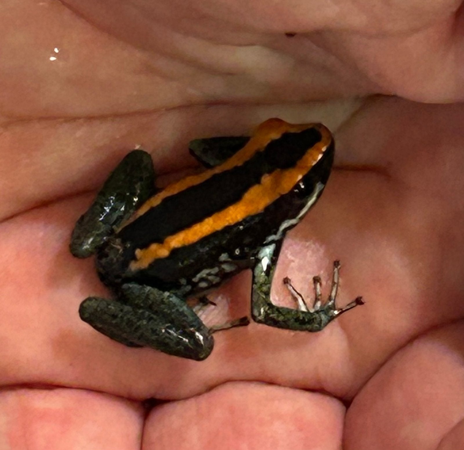 Phyllobates vittatus gifkikkers, Dieren en Toebehoren