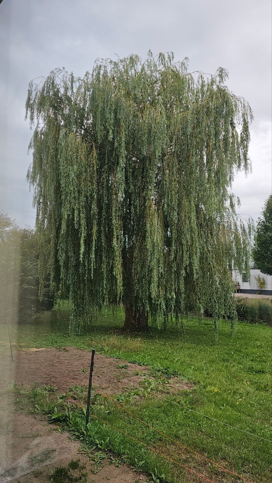 treurwilg, Tuin en Terras, Planten | Bomen, Ophalen of Verzenden, Volle zon, Overige soorten