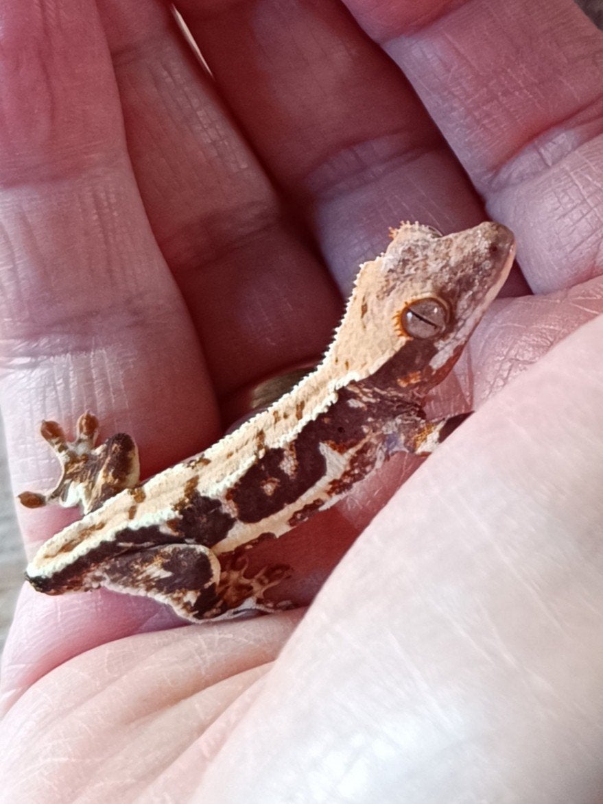 Wimpergekko baby Lilly white Crested Gecko photo 3