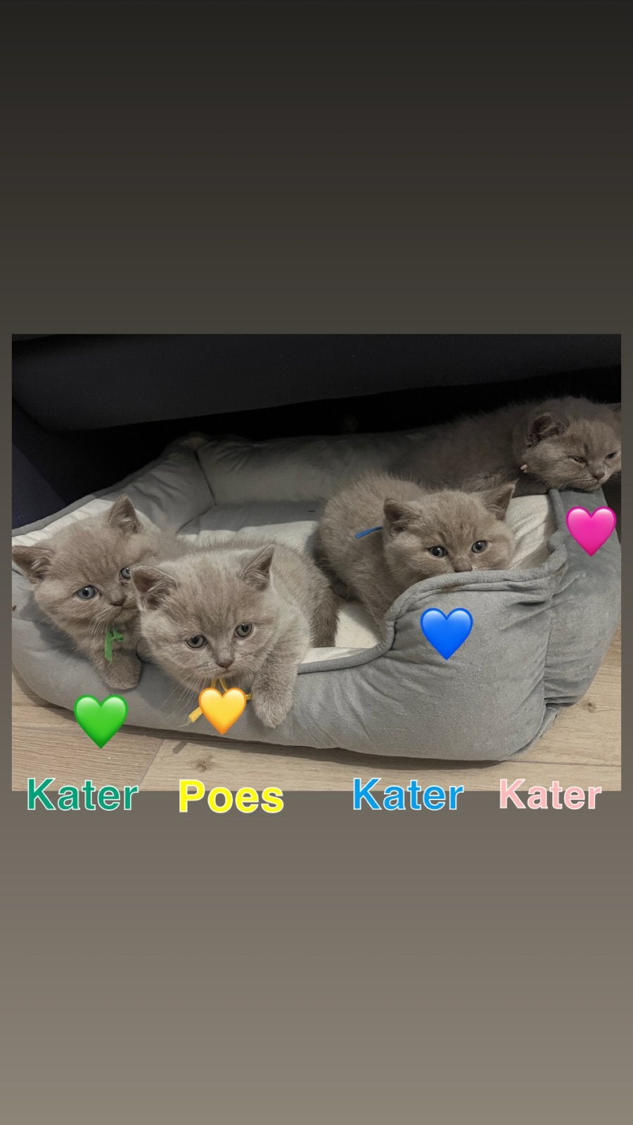 Britse korthaar kittens Fawn, Meerdere dieren