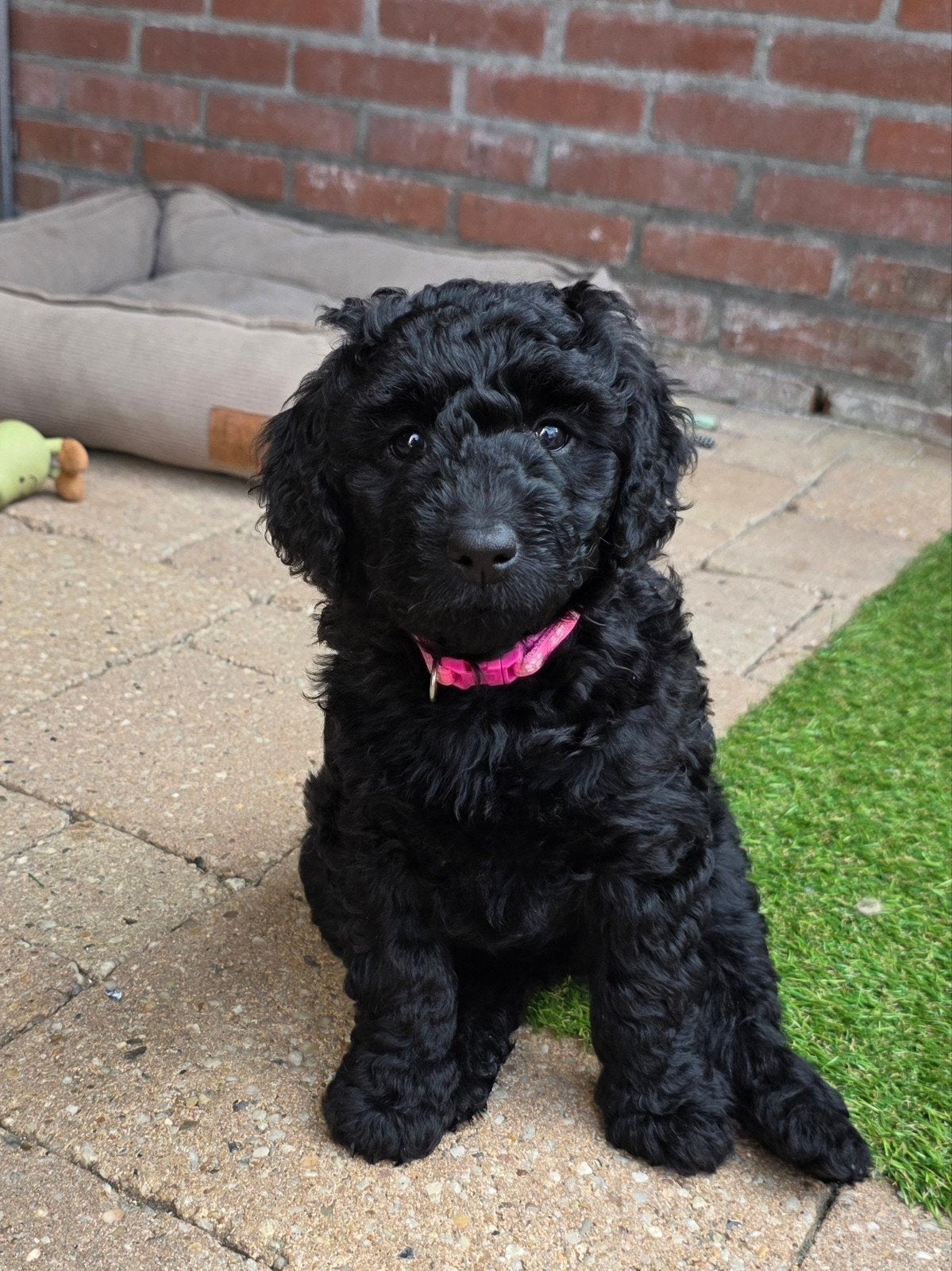 Nog 2 super mooie goldendoodle multigen pups, Parvo, Overige rassen, 8 tot 15 weken, Meerdere