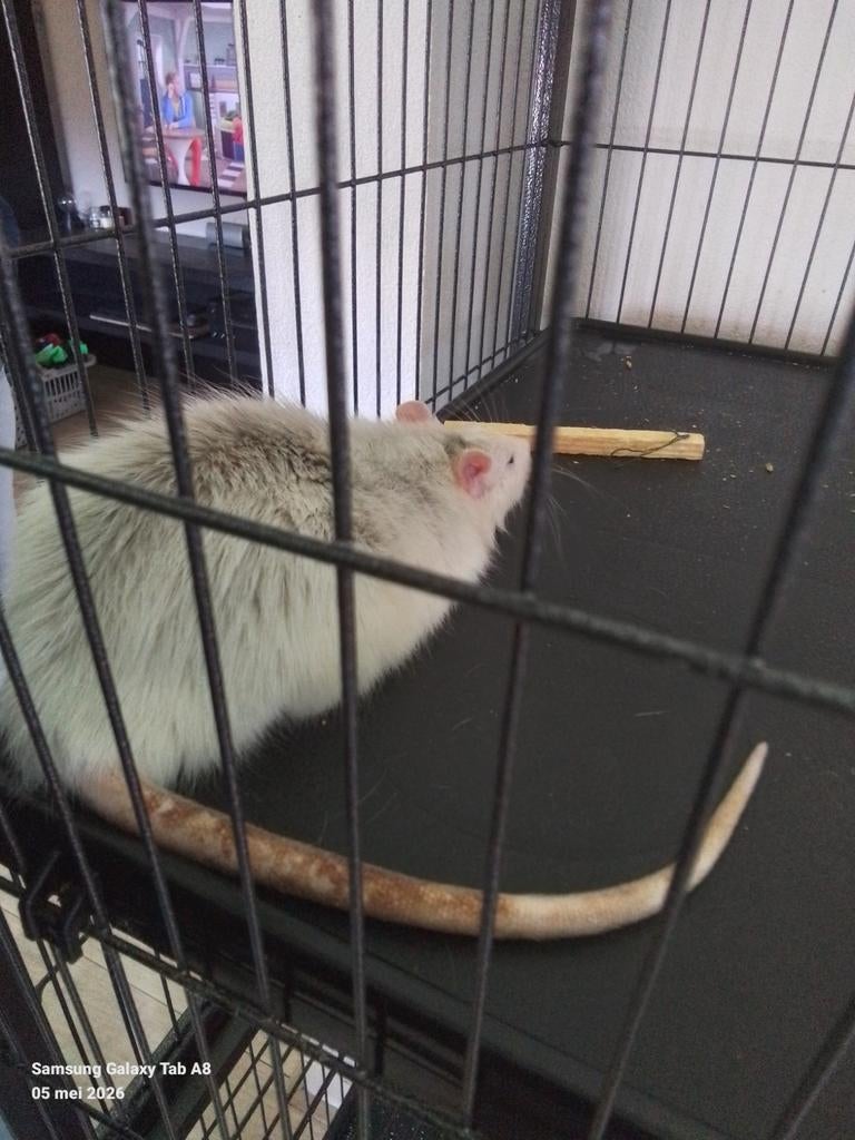 Rat man zoekt for ever home, Dieren en Toebehoren, Knaagdieren, Augustus, Mannelijk, Rat