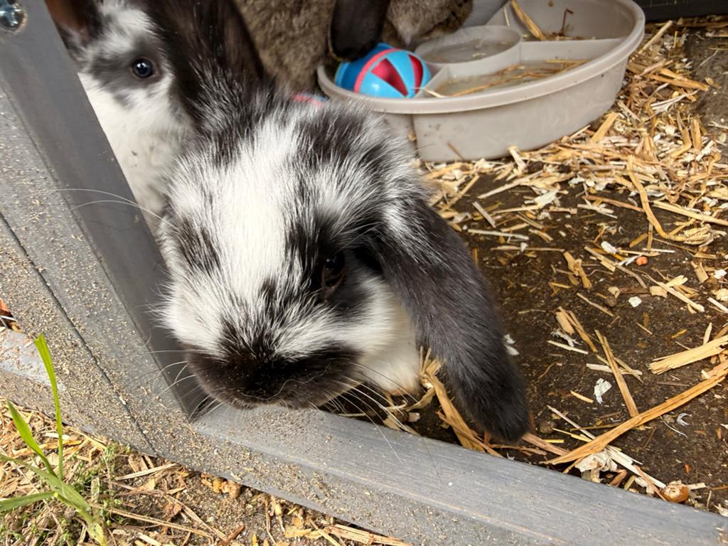 Jong hangoorkonijntje, Dieren en Toebehoren, Konijnen, Mannelijk, Middelgroot, Hangoor, 0 tot 2 jaar