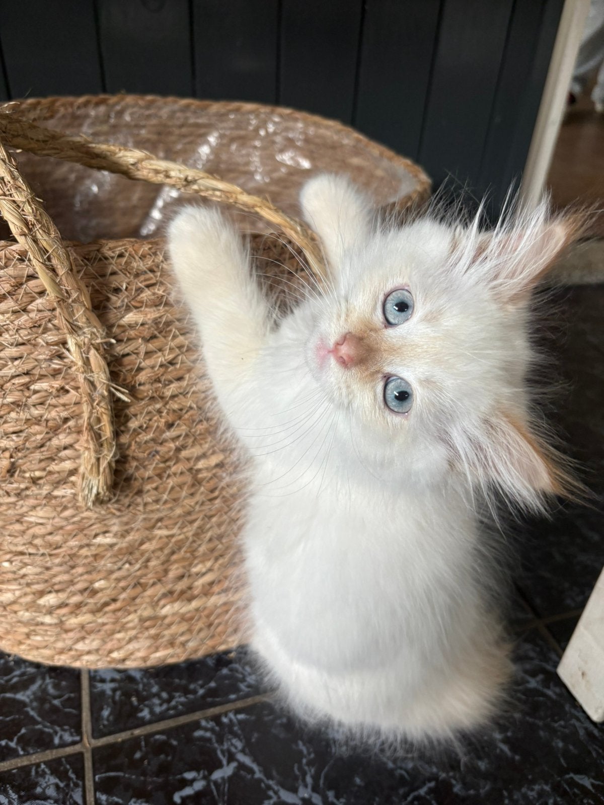 Prachtige Siberische kittens / Neva Masquerade, Meerdere dieren, Gechipt
