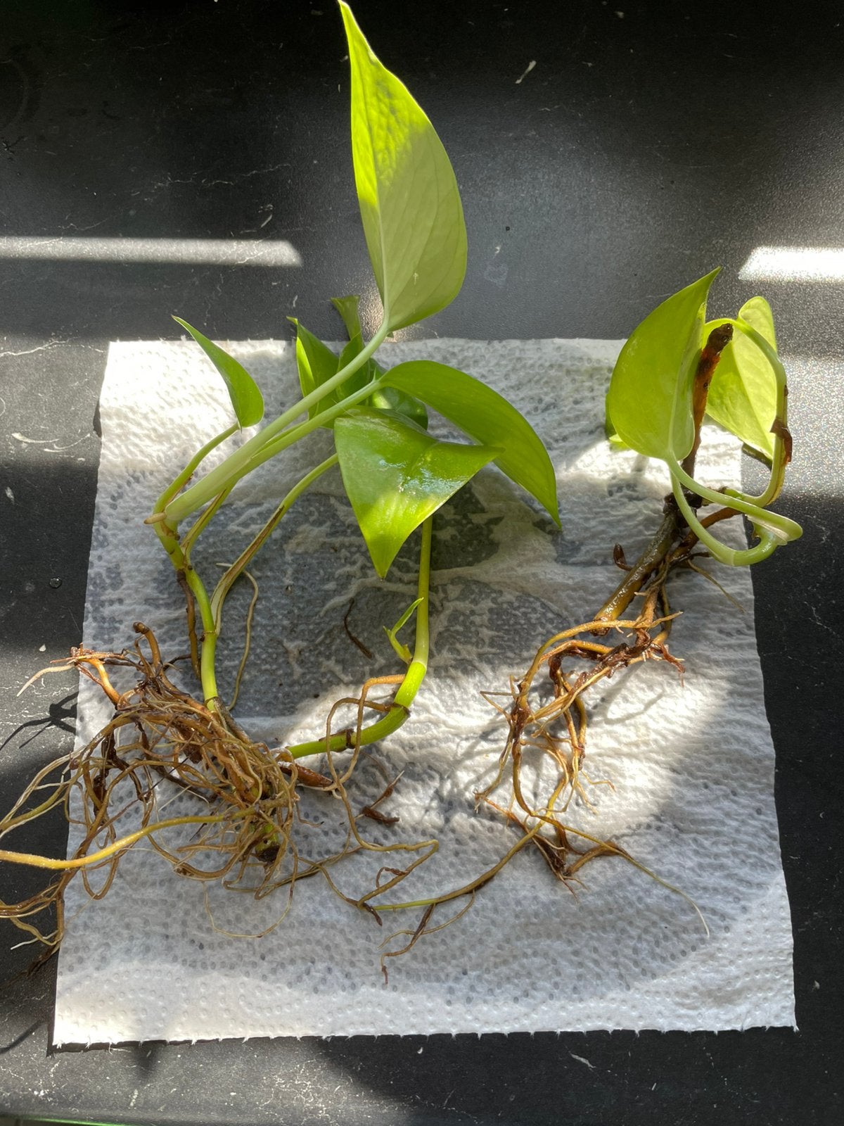 Golden pothos stekjes/ a plant cutting, Ophalen, Nieuw, Tak, Plant, Rots of Steen
