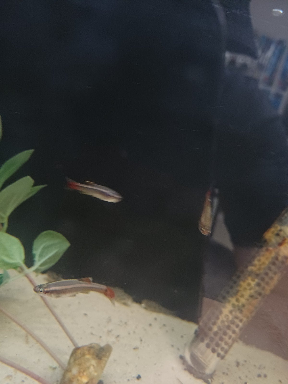 Chinese danios, Dieren en Toebehoren, Vissen | Aquariumvissen, Vis