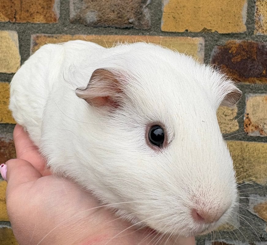 Cavia zeugje, Dieren en Toebehoren, Knaagdieren, Vrouwelijk, Tam, Maart, Cavia