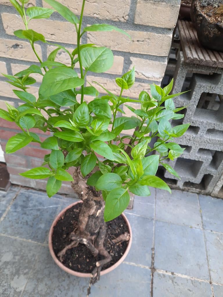 Bonsai  Blauwe Sering, Halfschaduw, Lente, Minder dan 100 cm, Overige soorten