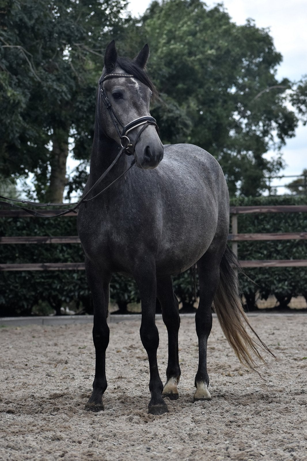 Super lieve Connemara x New forest D pony, Dieren en Toebehoren, Merrie, B, Gechipt, 3 tot 6 jaar